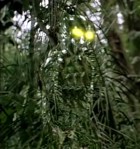 The Predator's camouflage lets him sneak attack and then disappear.